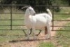 1X MELKBOK OOI/EWE