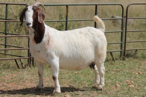 1X BOERBOK OOI/EWE