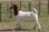 4X BOERBOK OOI/EWE (PAY PER ANIMAL TO TAKE ALL) - 2