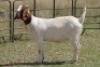 4X BOERBOK OOI/EWE (PAY PER ANIMAL TO TAKE ALL) - 3