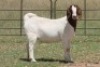 4X BOERBOK OOI/EWE (PAY PER ANIMAL TO TAKE ALL) - 4