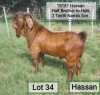 LOT 34 1X RAM Dhidejak Kalahari Reds KUDDE