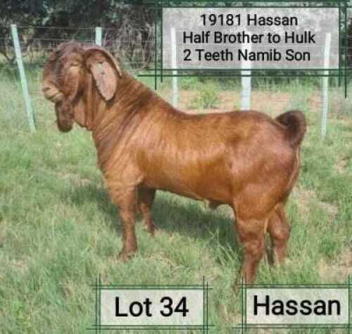 LOT 34 1X RAM Dhidejak Kalahari Reds KUDDE