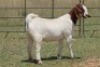 4X BOERBOK OOI/EWE (PAY PER ANIMAL TO TAKE ALL) - 5