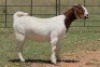 4X BOERBOK OOI/EWE (PAY PER ANIMAL TO TAKE ALL) - 6