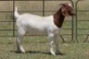 4X BOERBOK OOI/EWE (PAY PER ANIMAL TO TAKE ALL) - 7