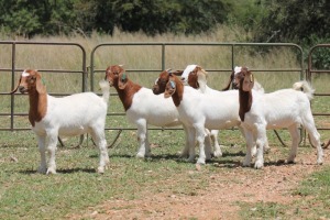 5X BOERBOK OOI/EWE (PAY PER ANIMAL TO TAKE ALL)