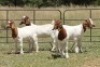 5X BOERBOK OOI/EWE (PAY PER ANIMAL TO TAKE ALL) - 2