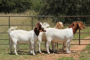 5X BOERBOK OOI/EWE (PAY PER ANIMAL TO TAKE ALL)