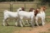 5X BOERBOK OOI/EWE (PAY PER ANIMAL TO TAKE ALL) - 2