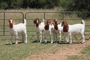 5X BOERBOK OOI/EWE (PAY PER ANIMAL TO TAKE ALL)