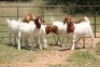 5X BOERBOK OOI/EWE (PAY PER ANIMAL TO TAKE ALL) - 2
