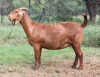 LOT 68 1X OOI/EWE Kilifi Creek STOET DRAGTIG