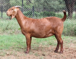 LOT 68 1X OOI/EWE Kilifi Creek STOET DRAGTIG