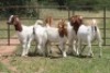 5X BOERBOK OOI/EWE (PAY PER ANIMAL TO TAKE ALL) - 2