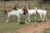 5X BOERBOK OOI/EWE (PAY PER ANIMAL TO TAKE ALL) - 3