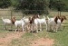 8X BOERBOK OOI/EWE (PAY PER ANIMAL TO TAKE ALL)