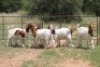 8X BOERBOK OOI/EWE (PAY PER ANIMAL TO TAKE ALL) - 2
