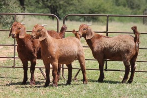 3X KALAHARI RED OOI/EWE (PAY PER ANIMAL TO TAKE ALL)