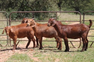 4X KALAHARI RED OOI/EWE (PAY PER ANIMAL TO TAKE ALL)