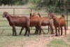 4X KALAHARI RED OOI/EWE (PAY PER ANIMAL TO TAKE ALL) - 2