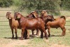 5X KALAHARI RED RAM (PAY PER ANIMAL TO TAKE ALL)