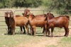 5X KALAHARI RED RAM (PAY PER ANIMAL TO TAKE ALL) - 2