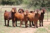 5X KALAHARI RED RAM (PAY PER ANIMAL TO TAKE ALL) - 3