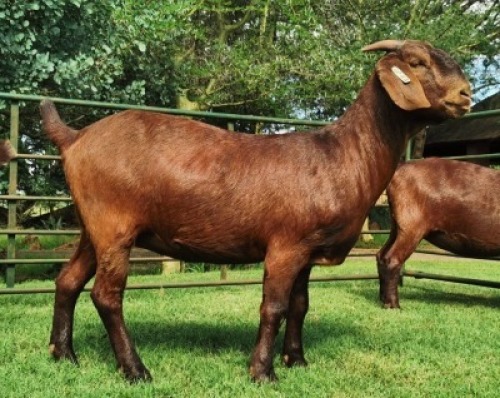 LOT 63 1X OOI/EWE CW Dreyer Kalahari Reds STOET DRAGTIG
