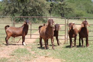 5X KALAHARI RED RAM (PAY PER ANIMAL TO TAKE ALL)