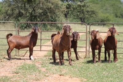 5X KALAHARI RED RAM (PAY PER ANIMAL TO TAKE ALL)