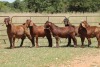 5X KALAHARI RED RAM (PAY PER ANIMAL TO TAKE ALL) - 2