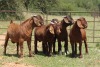 5X KALAHARI RED RAM (PAY PER ANIMAL TO TAKE ALL) - 3