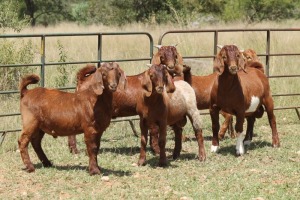 5X KALAHARI RED RAM (PAY PER ANIMAL TO TAKE ALL)