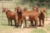 5X KALAHARI RED RAM (PAY PER ANIMAL TO TAKE ALL) - 2