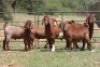 5X KALAHARI RED RAM (PAY PER ANIMAL TO TAKE ALL) - 3