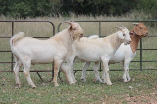 3X MELKBOK RAM (PAY PER ANIMAL TO TAKE ALL)