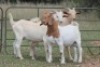3X MELKBOK RAM (PAY PER ANIMAL TO TAKE ALL) - 2