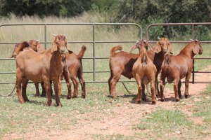 6X KALAHARI RED RAM (PAY PER ANIMAL TO TAKE ALL)