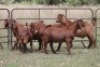 6X KALAHARI RED RAM (PAY PER ANIMAL TO TAKE ALL) - 2