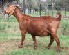 LOT 69 1X OOI/EWE Kilifi Creek STOET