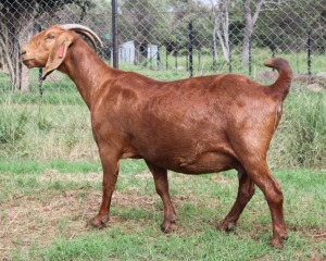 LOT 69 1X OOI/EWE Kilifi Creek STOET 