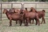 6X KALAHARI RED RAM (PAY PER ANIMAL TO TAKE ALL) - 3