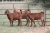 3X KALAHARI RED OOI/EWE (PAY PER ANIMAL TO TAKE ALL)
