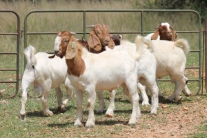 5X BOERBOK RAM (PAY PER ANIMAL TO TAKE ALL)