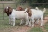 5X BOERBOK RAM (PAY PER ANIMAL TO TAKE ALL) - 2