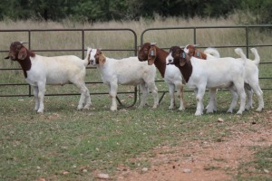 5X BOERBOK RAM (PAY PER ANIMAL TO TAKE ALL)