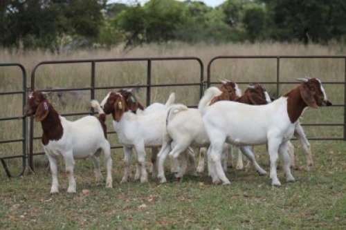 11X BOERBOK RAM (PAY PER ANIMAL TO TAKE ALL)