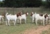 11X BOERBOK RAM (PAY PER ANIMAL TO TAKE ALL) - 2