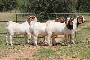 5X BOERBOK RAM (PAY PER ANIMAL TO TAKE ALL)